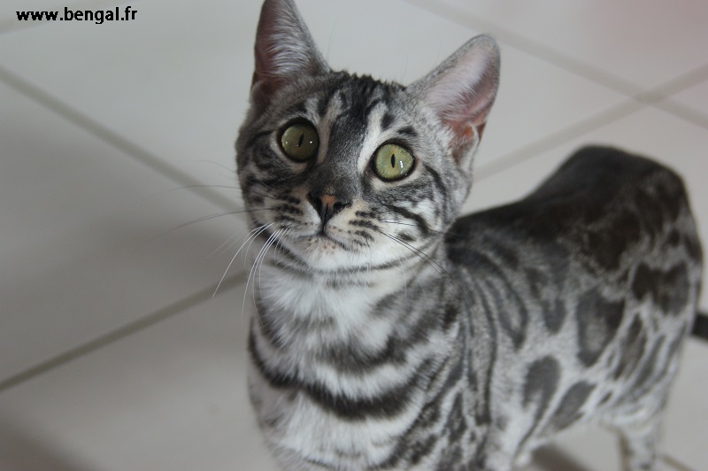 CHAT BENGAL SILVER